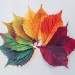 Blade i forskellige farver der symboliserer årstider og hvilken årstid du skal bygge nyt sommerhus på