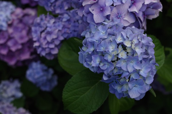 blå hortensia der hjælper med at få en nem have