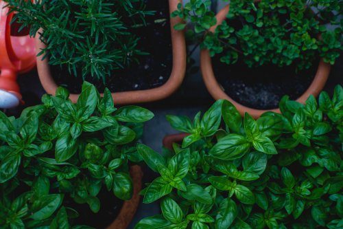 fire krukker med spiselige planter der sikrer højere bæredygtighed