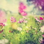 Små lyserøde blomster med græs omkring kan give inspiration til din have.