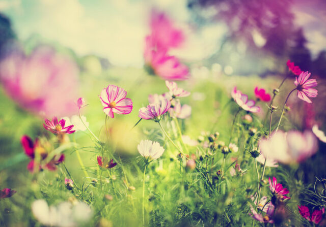Små lyserøde blomster med græs omkring kan give inspiration til din have.