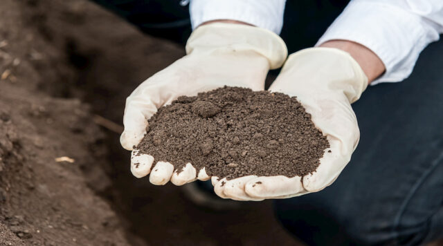 Et sæt hænder holder en bunke jord, som en del af investeringen i en jordbundsundersøgelse.
